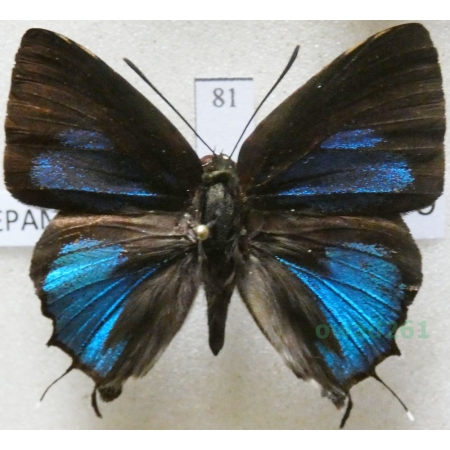Iraota rochana Horsfield, 1829 Philippines81